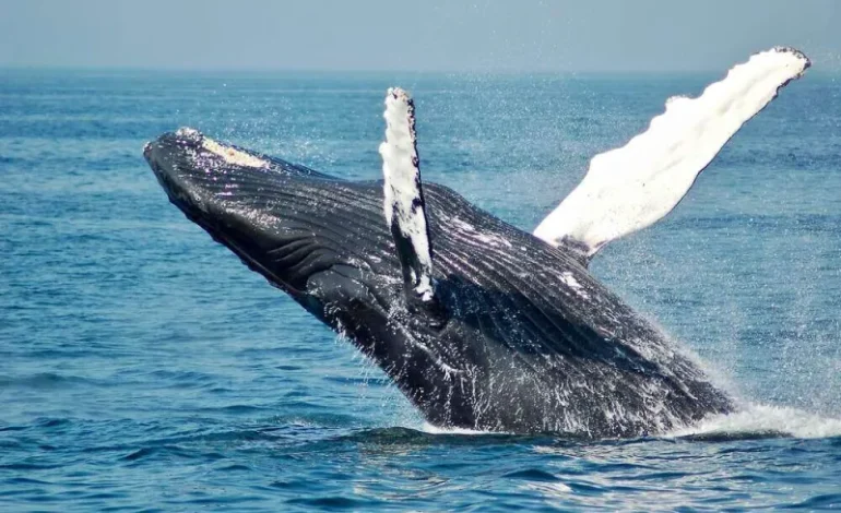 Why This Whale 'Poop' Is Called 'Floating Gold'